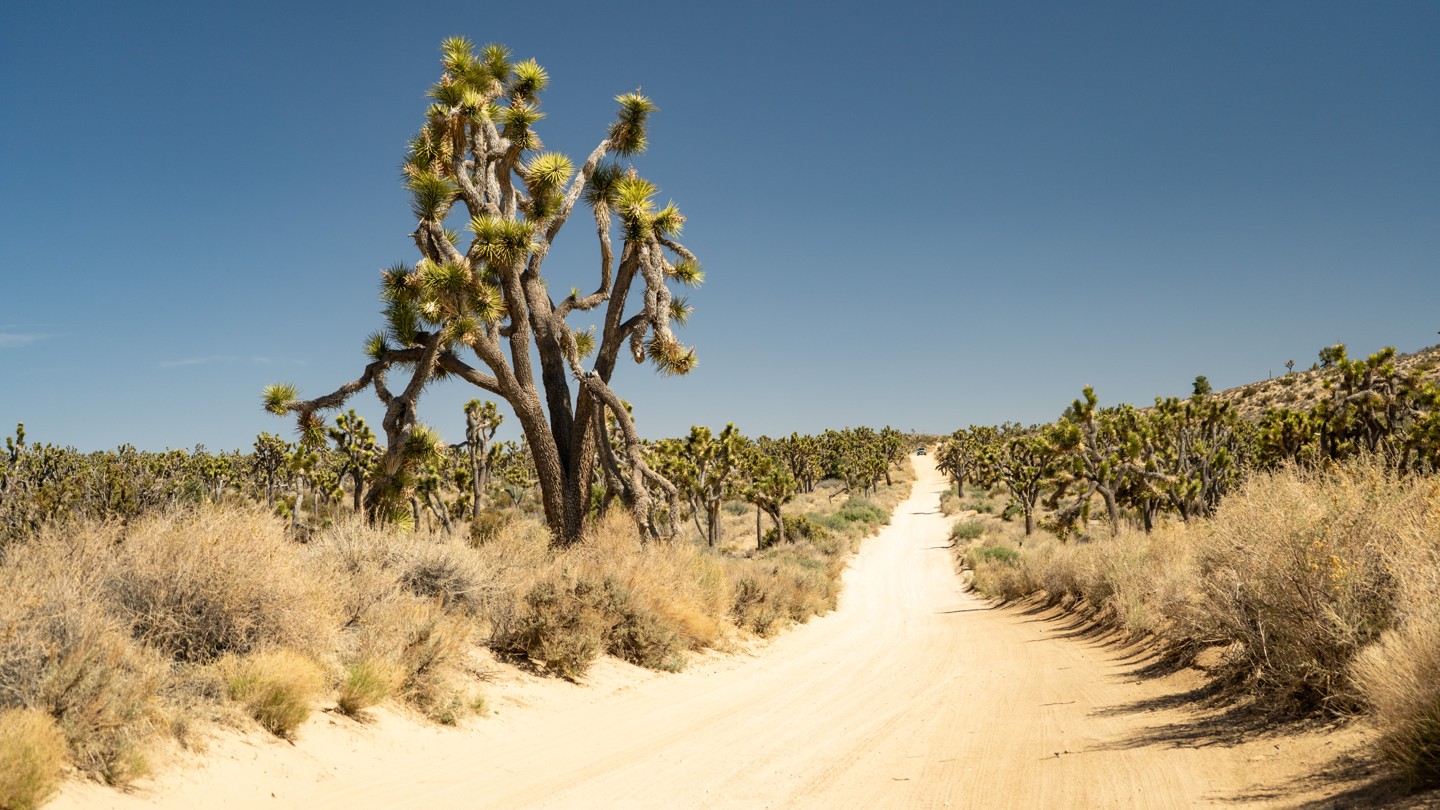 2N02 - Burns Canyon - Waypoint 4: Scenic Joshua Tree Straightaway - Continue Straight