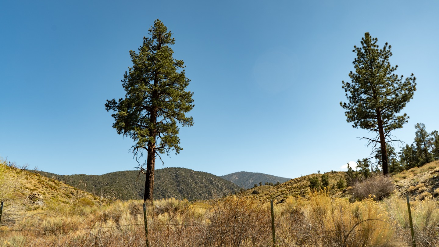 2N02 - Burns Canyon - Waypoint 27: Arrastre Creek and Redwoods - Continue Straight