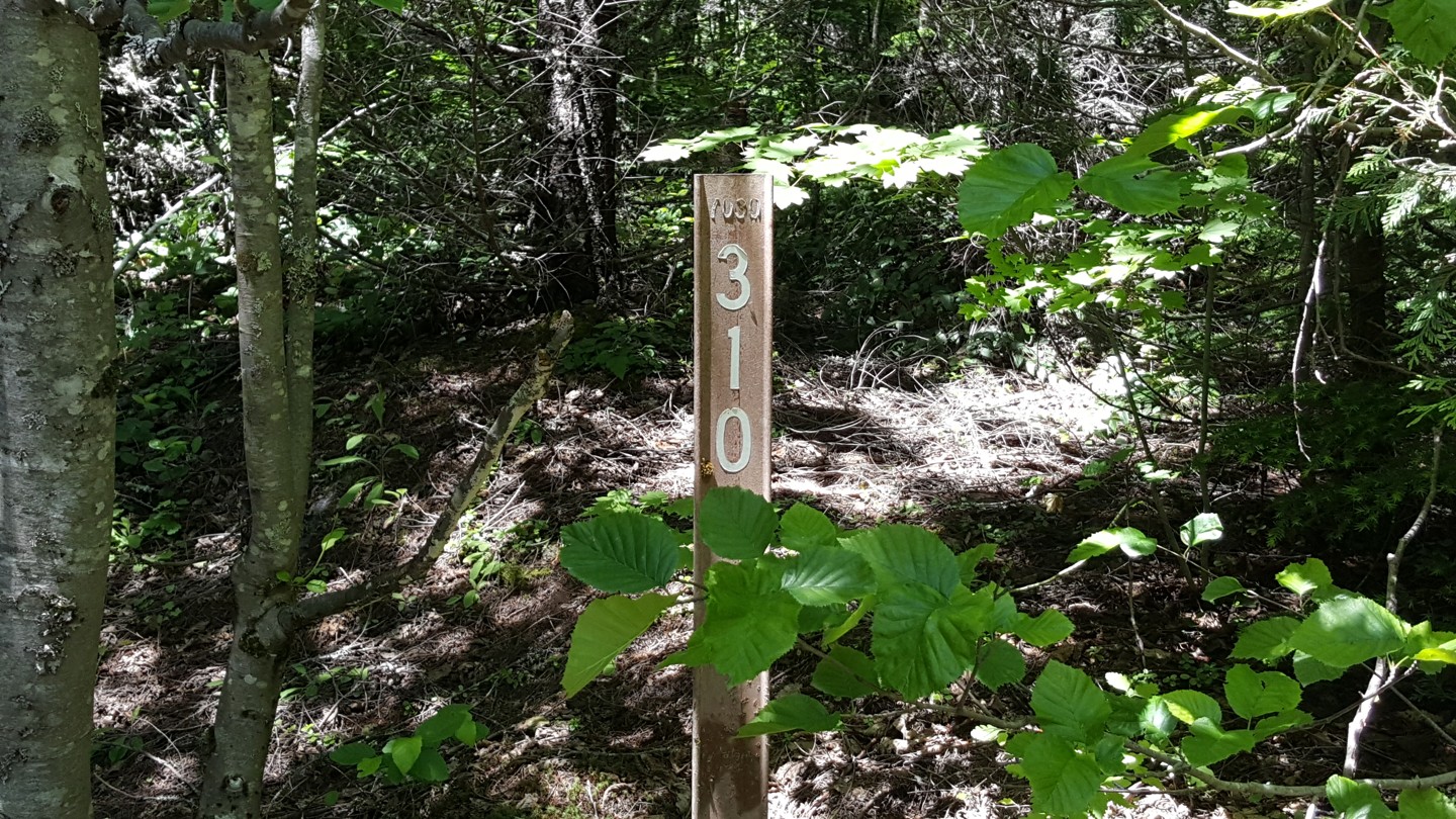 NF-7030 to Stampede Pass - Waypoint 3: Intersection with Trail 310 on Left