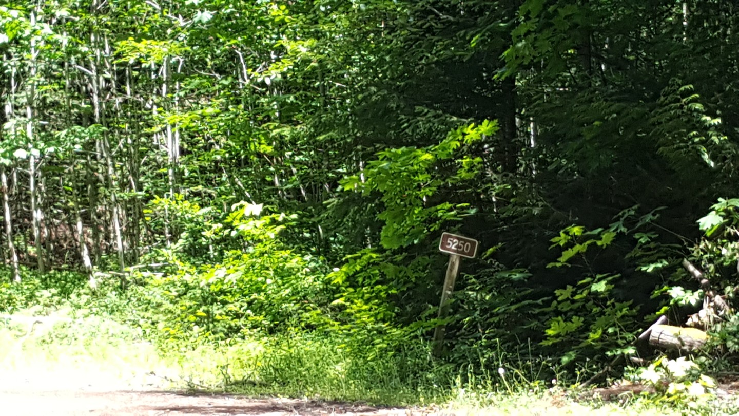 NF-7030 to Stampede Pass - Waypoint 14: Intersection with NF-5250