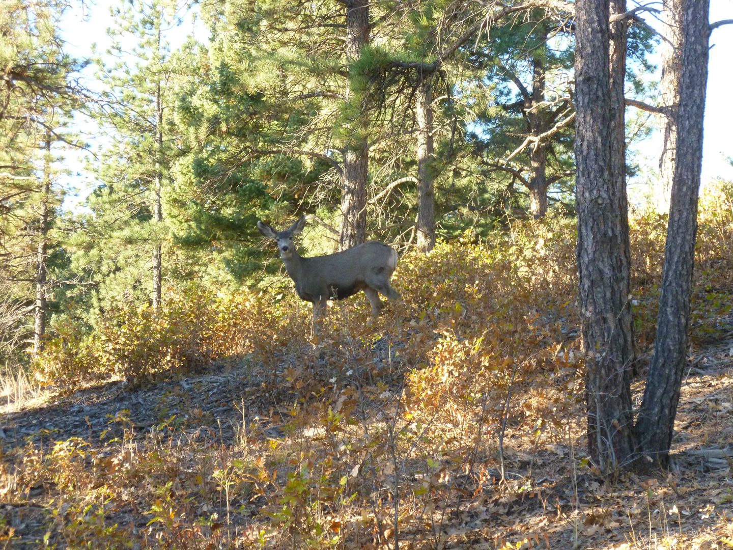 Dakan Road - Waypoint 1: Begin Private Property and National Forest Access